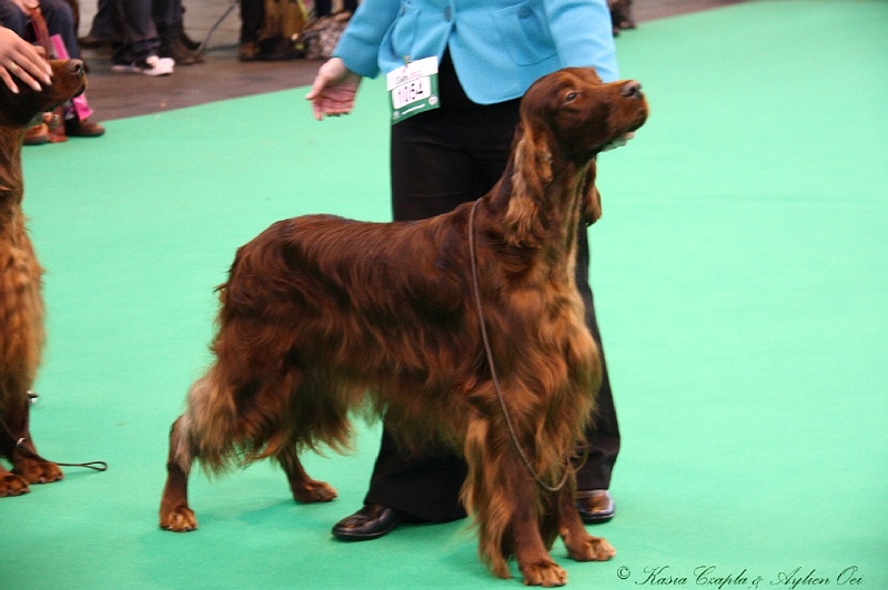 Crufts2011 446.jpg